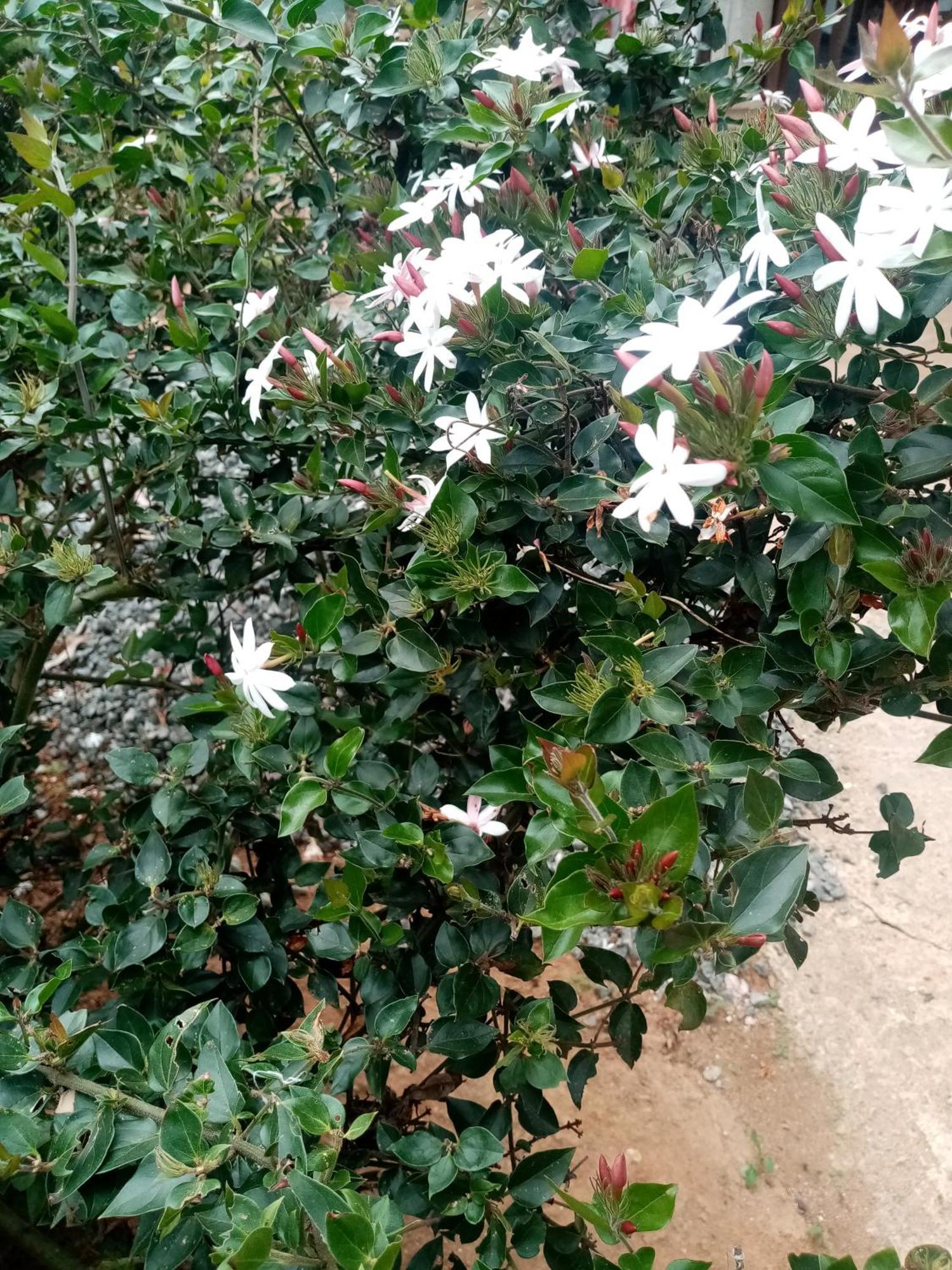 Apurvi Homestay Ella Esterno foto