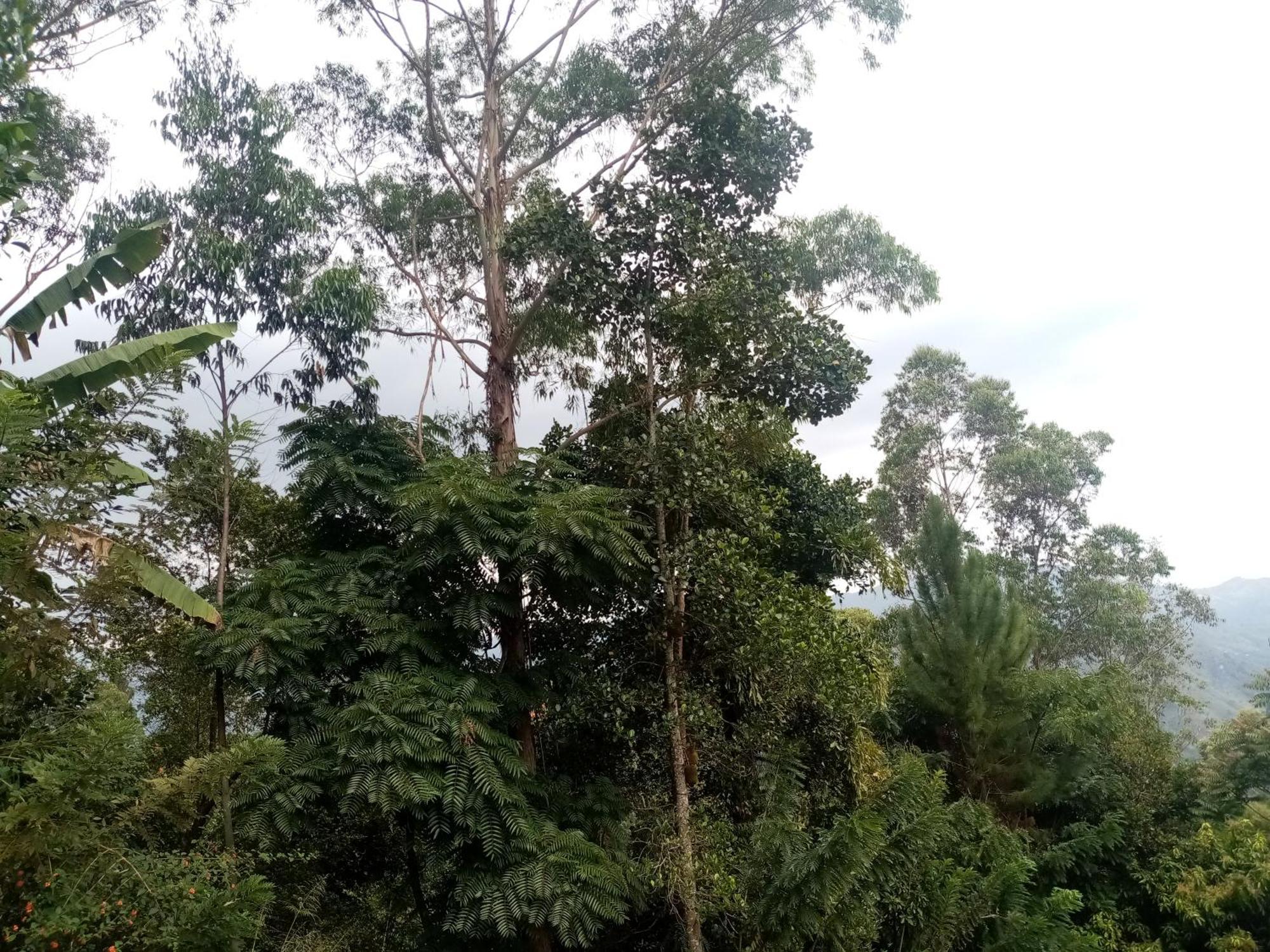 Apurvi Homestay Ella Esterno foto